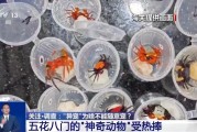 桂平@铲屎官们 养“异宠”或危害国家安全 这些行为违法了
