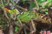桂平云南南滚河保护区首次发现红唇棘蜥