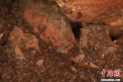 桂平江西发现蜘蛛新物种 为研究呵叻蛛属适应区域提供依据