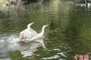 桂平吉林：罕见白鸬鹚连续两年“故地重游”