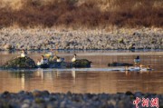 桂平歙县完成安徽首个县域生物多样性调查 共记录物种近4千种