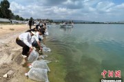 桂平云南江川举行增殖放流活动 逾54万尾鱼游入星云湖